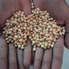 VARALAKSHMI VARALAXMI POOJA-- Guruvinda Ginja seeds --  SEED GURUGINJA WHI 356