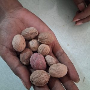 VARALAKSHMI VARALAXMI POOJA- JAJIKAYA -- SEED JAJIKAYA 11P 225 .. 10 OR 11PC PER PACK