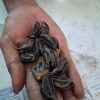 VARALAKSHMI VARALAXMI POOJA-SEED TELUKONDIKAY 11P 35 -- 11PC PER PACK