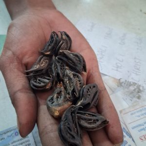VARALAKSHMI VARALAXMI POOJA-SEED TELUKONDIKAY 11P 35 -- 11PC PER PACK