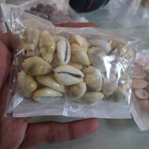 SHELLS GAVVALU  – POOJA ESSENTIALS VARALAKSHMI VARALAXMI OR ANY POOJA VRATAM
