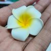 20 PC PER PACK - CHAMPA LOOSE FLOWERS BEST SELLER - FLOATS IN WATER