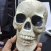 6 INCH - HUMAN SKULL - SHOW PC