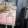 22 INCH - FULL HUMAN SKELETON WITH MISSING PARTS
