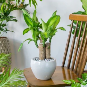 Brazilian Lucky Wood Plant - Interior Decor