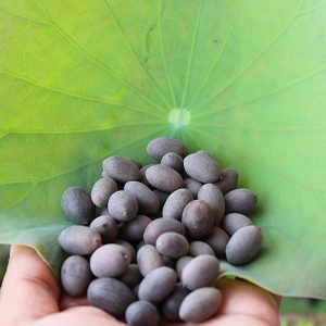 Lotus Seeds - 50gms ( For Pooja & Garden Flowers )