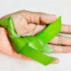 Taatiakulu Parrots Coconut Leaf 6"inch - 10pcs