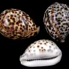 Kubera Shell Original - Pooja Essentials - VARALAKSHMI VARALAXMI OR ANY POOJA VRATAM