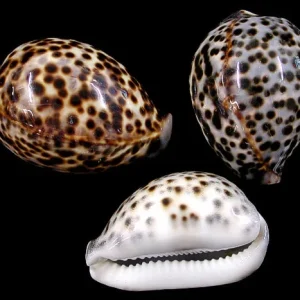 Kubera Shell Original - Pooja Essentials