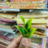 Leaves, Grass & Pollen For any Ocassion and Pooja Special – All Models (3 fist full of grass nearly 100grams))