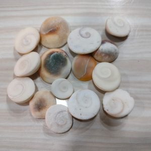 Gomati Chakram - – POOJA ESSENTIALS VARALAKSHMI VARALAXMI OR ANY POOJA VRATAM - REGULAR 50 GRAMS