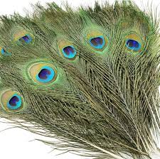 Peacock Feathers - (Shedded, Cruelty-Free) - 1PCS